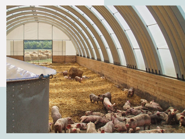 Строительство свинарников в Белгороде